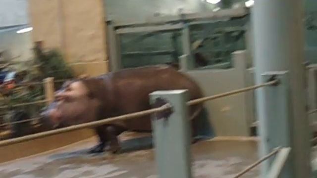 Hippo Poops!