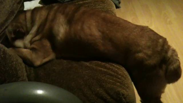 Sharpei dog sleeps half on bed смотреть онлайн