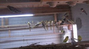 Размножение волнистых попугаев-первые яйца.