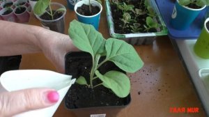 Как вырастить крепкую рассаду баклажанов.  Практические советы