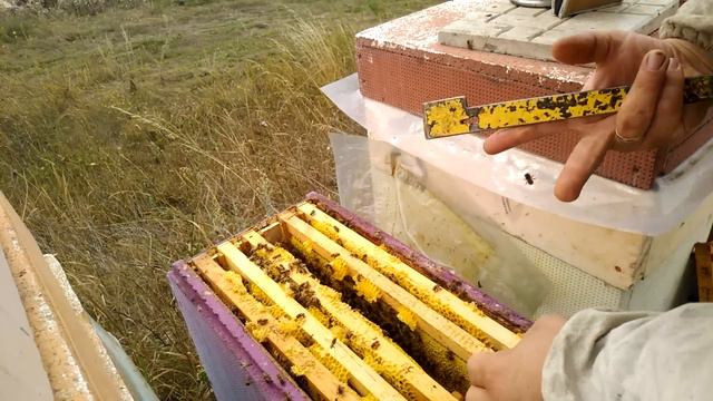 Технология Гращенко. Конец сезона. Итоги смотреть онлайн