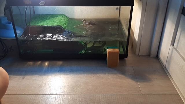 метиленовый синий малахитовый зелёный марганцовка и хозяйственное мыло смотреть онлайн