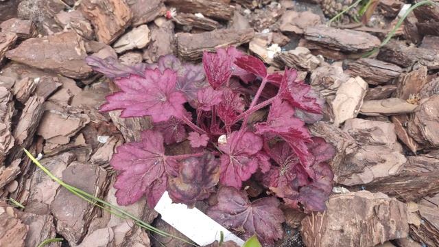 Гейхера сорт Wild rose смотреть онлайн