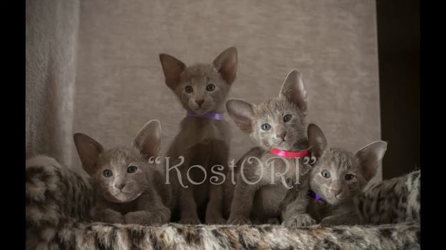 Котята Ориенталы питомник KostORI 04 05 19 смотреть онлайн