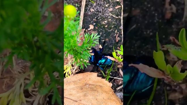 Жук зелёный смотреть онлайн