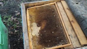 ПОДКОРМКА ПЧЕЛ !!! Пчелы опоносились и посыпались.