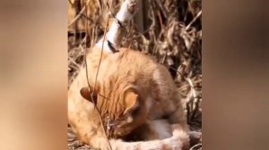 У домашнего кота так же как у зайца