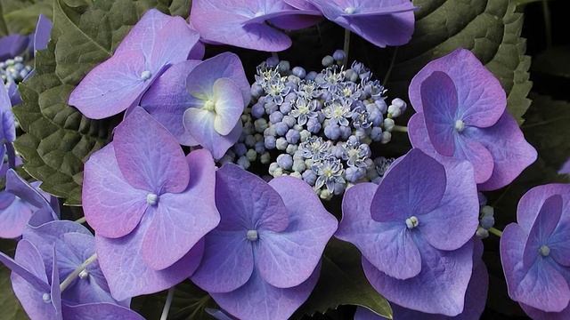Гортензия макрофила Блаумайзе (Hydrangea macrophylla Blaumeise) смотреть онлайн