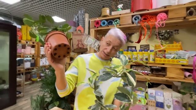 Стефанотис и Стефанотис Альпина. Сравниваем два сорта