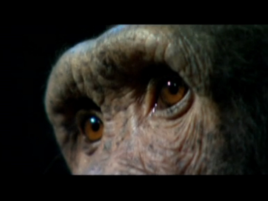 Шимпанзе ТВ / Chimp TV смотреть онлайн