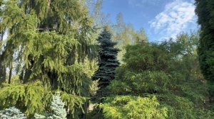 В саду Натальи Ханашевич и Андрея Дубовицкого. Город Дубна, август 2024