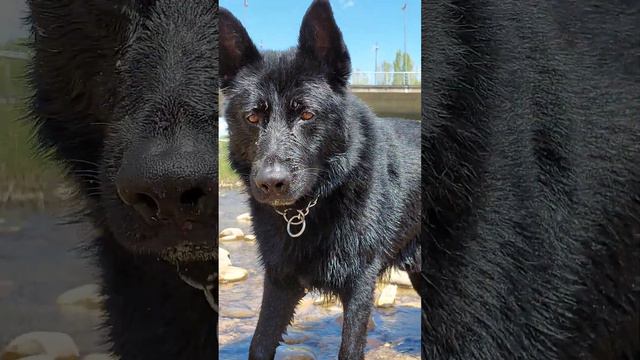 looks #animals #dogs #doglover #beast