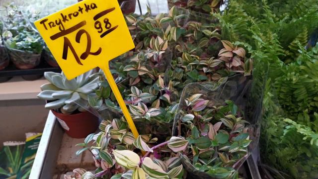 PLANT SHOP TOUR | Rośliny Doniczkowe | Gdzie Warto Kupować Rośliny | Rośliny Z Marketu Warto?