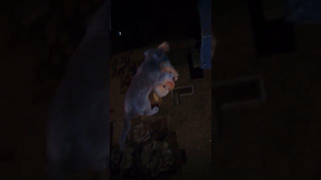 Кот хочет гулять смотреть онлайн