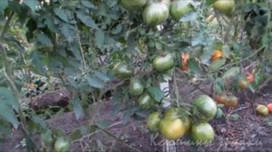 Матросик и курочка ряба