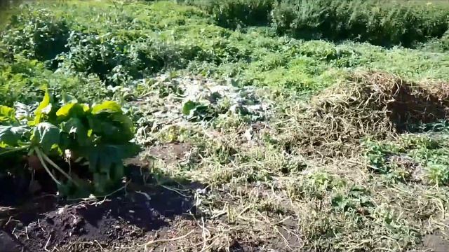 Установил комкодавитель на самодельную транспортерную картофелекопалку. Урожай 2023г. смотреть онлайн