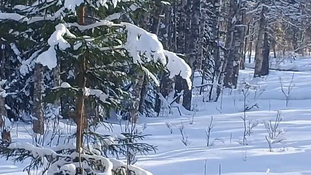Работа ямтхунда в течении 26 часов по лосю. смотреть онлайн