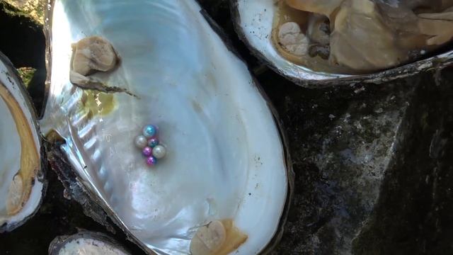 Real Pearl Mussel/珍珠，清澈河流里收集彩色珍珠