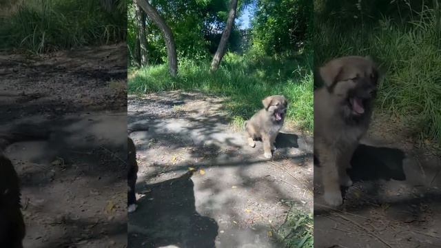 Сочи щеночки ждут своих хозяев река пластунка у жилого комплекса 123 смотреть онлайн