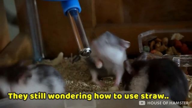 House of Hamster : Hamster Fight For A Treadmill ! Epic Battle ! смотреть онлайн