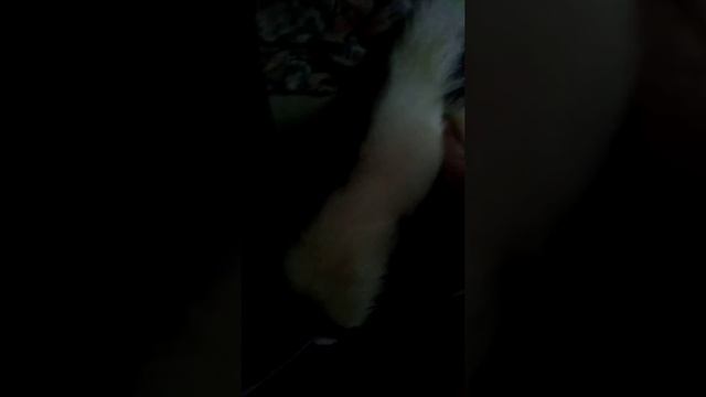 Petting archie my pet skunk смотреть онлайн