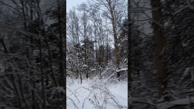 Прогулка по зимнему лесу Подмосковья. Хрустит снег под ногами. смотреть онлайн