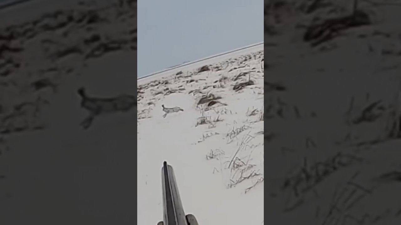 ОХОТА на ЗАЙЦА 2024, (полное видео на канале). #охота #охотаназайца смотреть онлайн