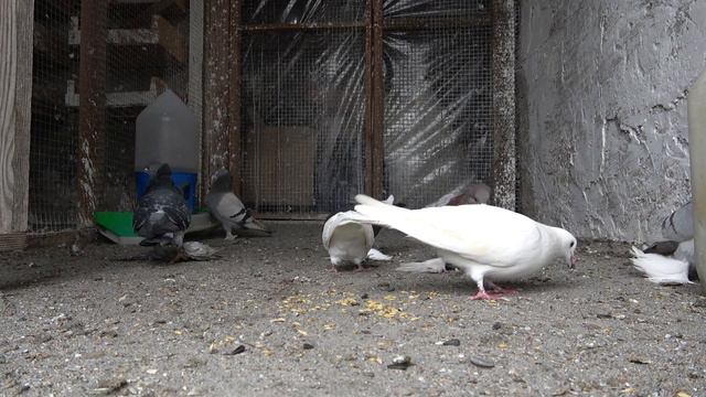 Armenian pigeons-watching pigeons in a dovecote смотреть онлайн