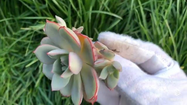 Echeveria S. (Lau 026) смотреть онлайн