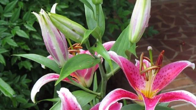 How To Grow A Stargazer Lily/ Perfume For Your Garden. смотреть онлайн