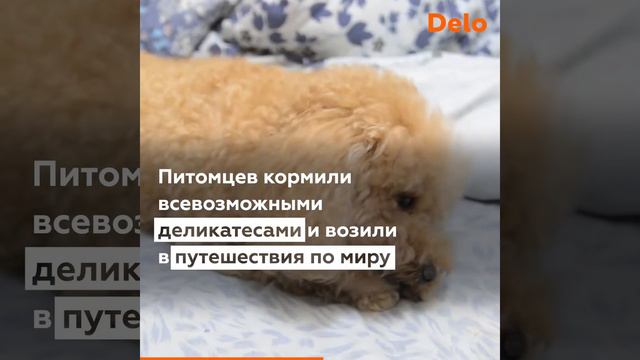 Топ 5 самых богатых животных мира