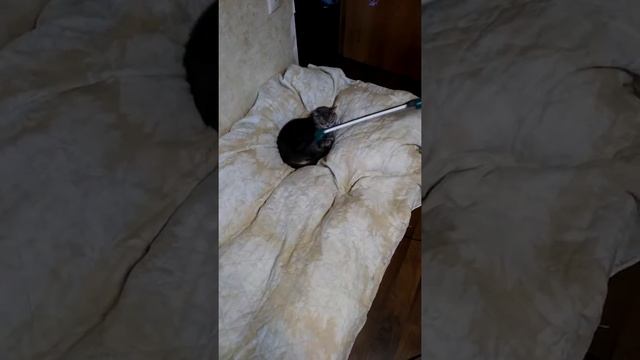 Чесалка для кошек смотреть онлайн