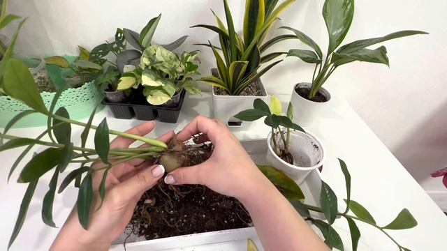 Второй урожай клубней Замиокулькаса big yellow смотреть онлайн