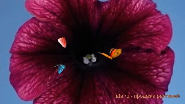 Петуния мультифлора Селебрити Плам Айс ? обзор: как сажать, семена петунии Селебрити Плам Айс смотреть онлайн