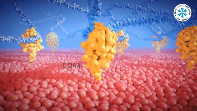 Все о гиалуроновой кислоте