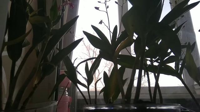 Ч.2 Dendrobium Berry Oda смотреть онлайн