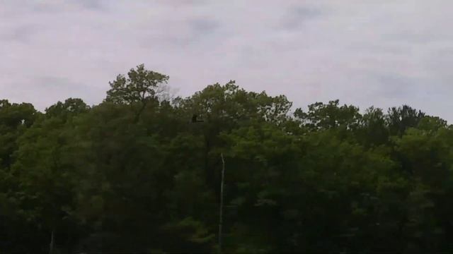 Mallard duck flying and Canada goose flying away смотреть онлайн