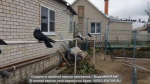 Леушковские голуби