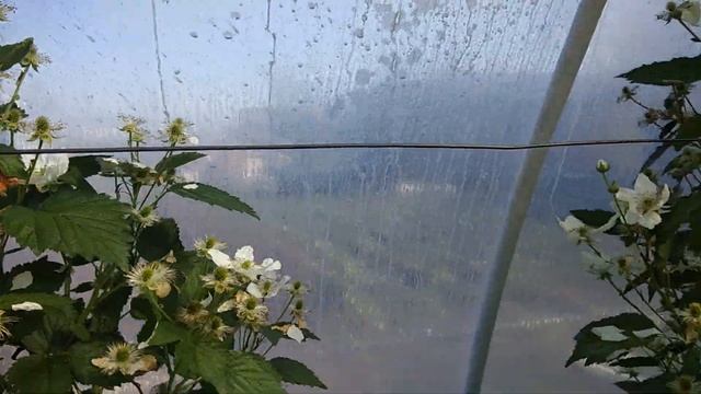 Ежевика Блек Меджик в теплице 21.04.2020 смотреть онлайн