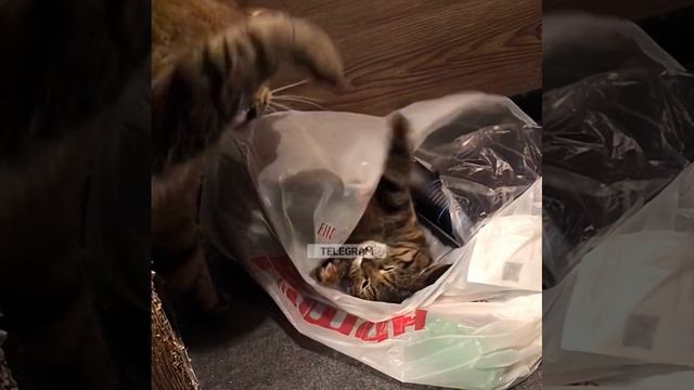 Как надо драться. смотреть онлайн