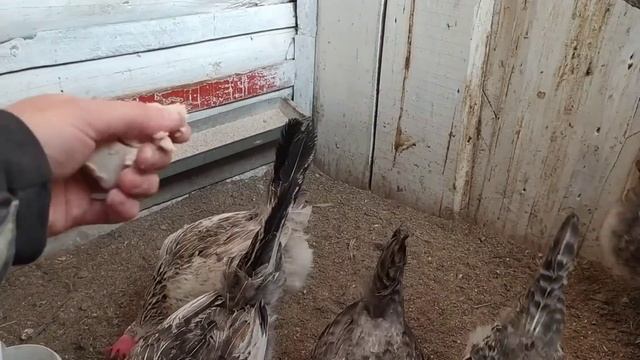 куры несутся каждый день! без обогрева и света! мои добавки для яйценоскости кур! смотреть онлайн