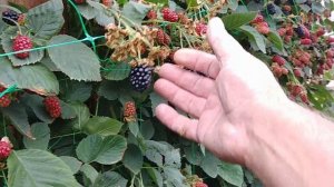 ЕЖЕВИКА сорт "Небеса могут подождать"