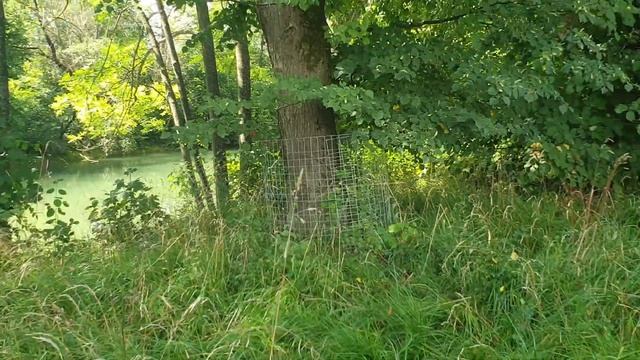 Почему деревья вдоль канала в Баварии обнесены металлической сеткой? смотреть онлайн