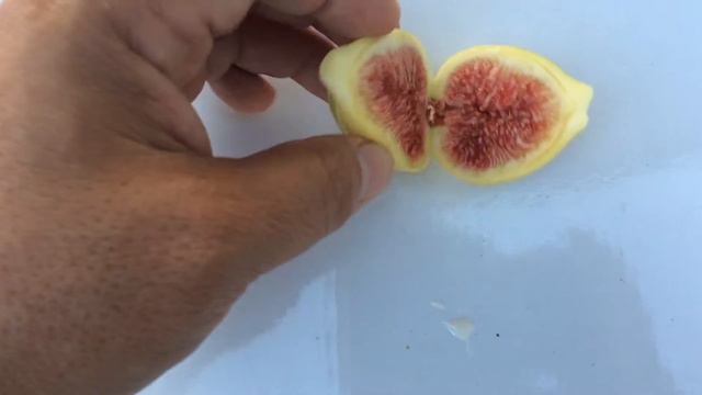 Fig Update! Panache Figs 08-23-15 (High Density Espalier Gardener) смотреть онлайн