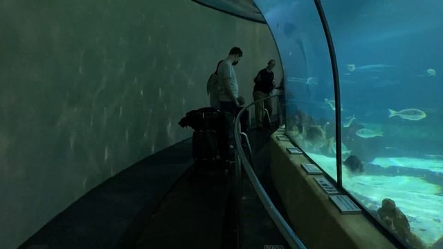 Самый красивый океанариум в Европе, Барселона, Испания | Barcelona Aquarium смотреть онлайн