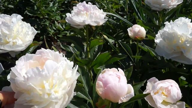 Пион FLORENCE NICHOLLS