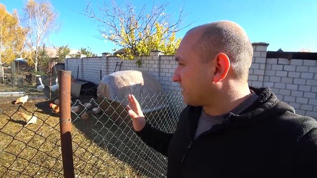 Мини мясные радуют//Гуси несутся. смотреть онлайн