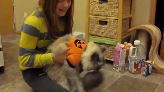 Ragdoll Cats 101 - Cat Breed And Personality смотреть онлайн