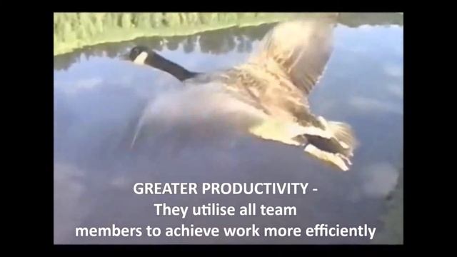 yt1s com Lessons of the Geese The Art of Teamwork8192 смотреть онлайн