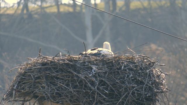 На Примостовую прилетели аисты смотреть онлайн